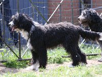 Puppys van Bliss040622-0135